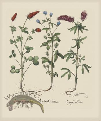 Besler 271 Colored  B2